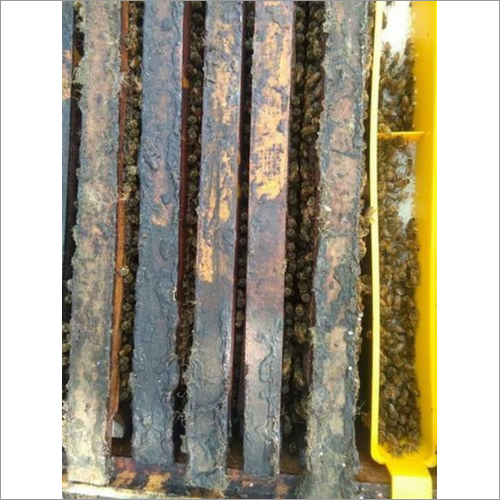 Plastic Bee Feeder