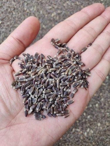 Organic Black Wheat