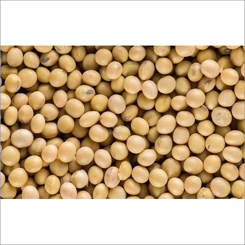 Organic Soybean Seeds