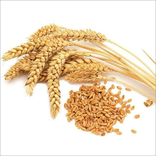 High Quality Wheat Seeds