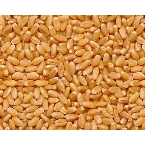 Hybrid Wheat Seeds