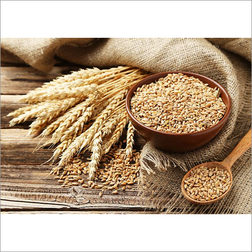 Natural Wheat Seeds