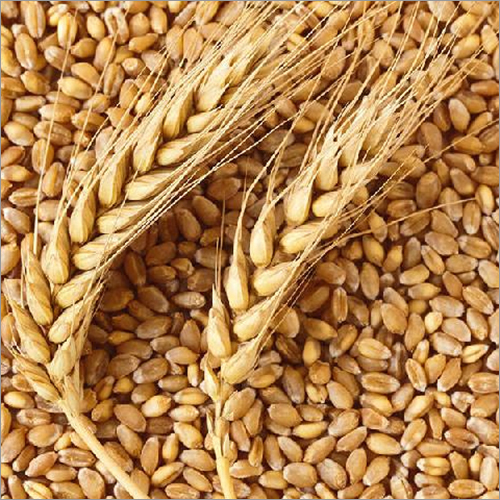Organic Wheat Seeds