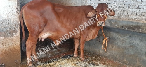 Indian Desi Cow Sahiwal