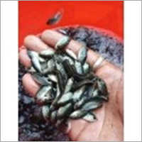 Monosex Tilapia Fish Seed - 1-2 Inch Size | Fresh, Premium Quality, Highly Digestible, Ideal For Fish Farming