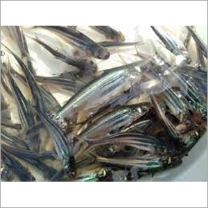 Pangasius Fish Seed Dimension(L*W*H): 1-2 Inch (In)