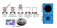 Oris Cell Migration Assay