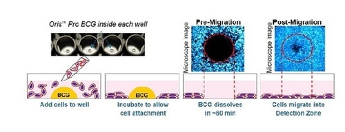 High-Throughput Cell Migration Assay