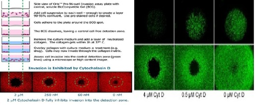 Cell Invasion Assay (2D By ULTRANANOTECH PRIVATE LIMITED