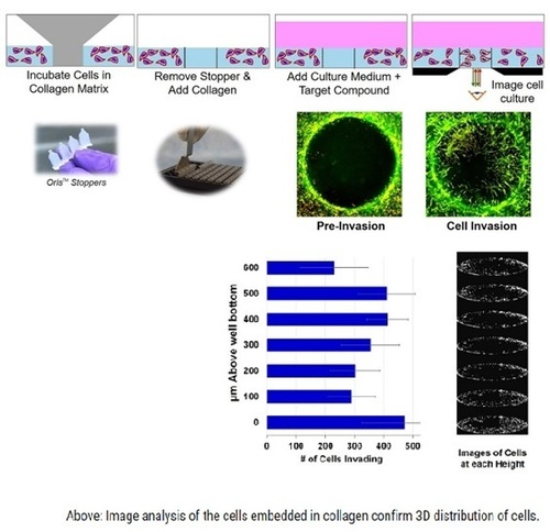 Cell Invasion Assay (3D)