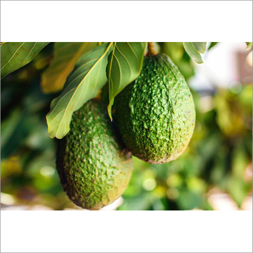 Fresh Avocado