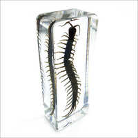 Real Life Science Specimens Centipede