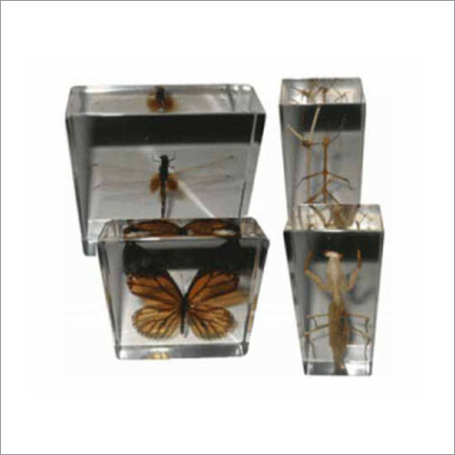 Real Life Science Specimens Insect Set