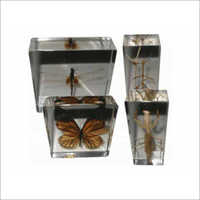 Real Life Science Specimens Insect Set