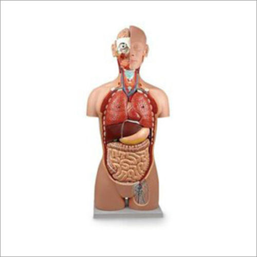 Human Anatomy Torso 10 Parts