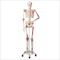 Osteology Models