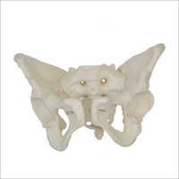 Female Pelvis Model