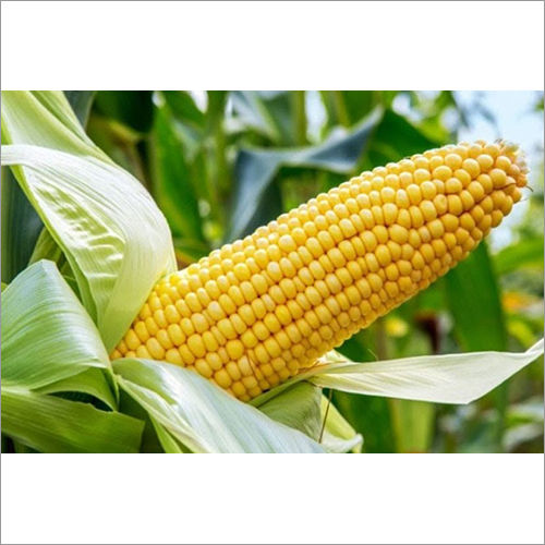 Organic Yellow Maize