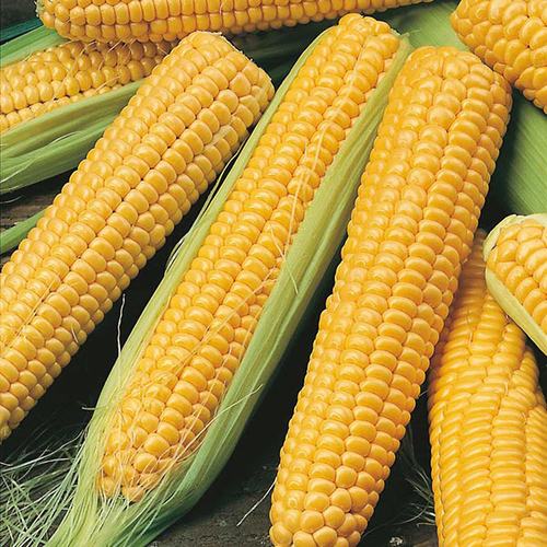 Sweet Corn Age Group: Suitable For All