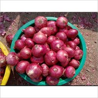 Fresh Onion
