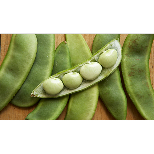 Lima Beans
