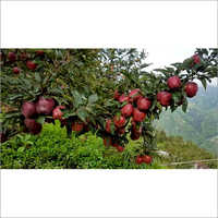 Fresh Red Royal Apple