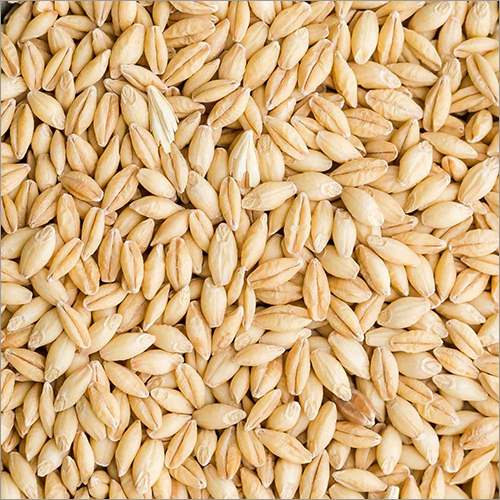 Natural Barley Seeds