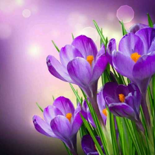 Flower Wallpaper