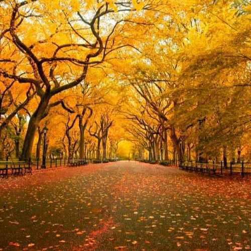 Customize Nature Wallpaper