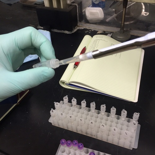 Cytotoxicity Testing
