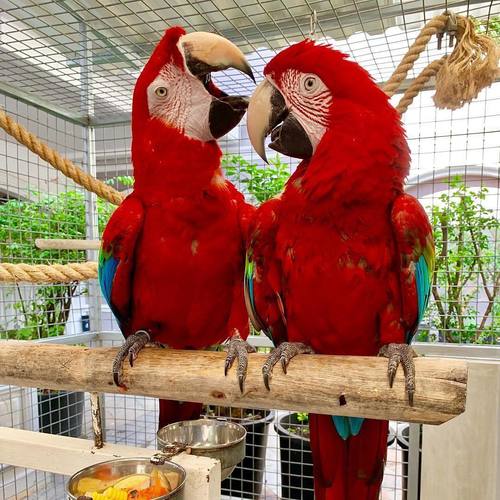 Cockatoos And Macaw ( Salmon Crested Cockatoos )