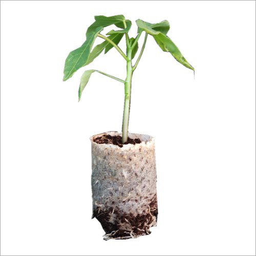Organic Papaya Plant