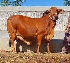 Brown and Red Sahiwal Cow Supplier in Karnal