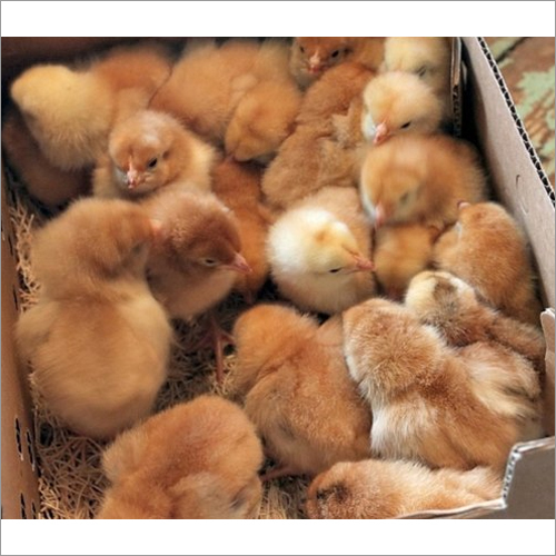Vanaraj Chicks