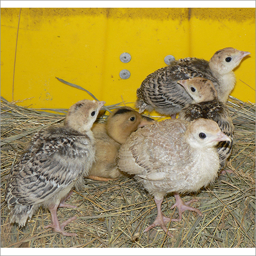 Turkey Chicks