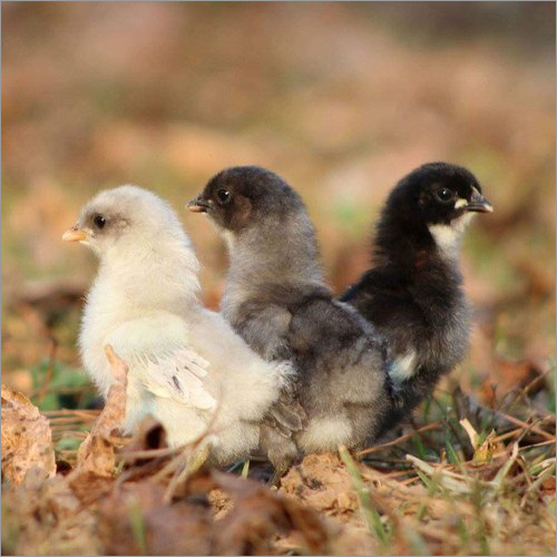Srinidhi Chicks