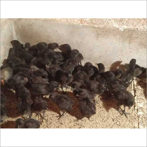 Pure Asil Fighter Chicks