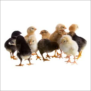 Pure Asil Chicks