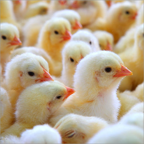 Poultry Chicks