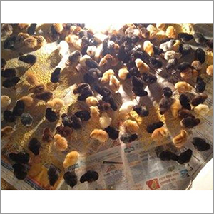 New Born Country Chicks