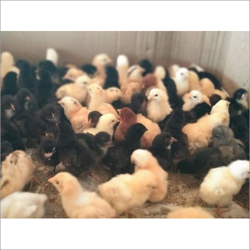 Natu Kodi Chicks
