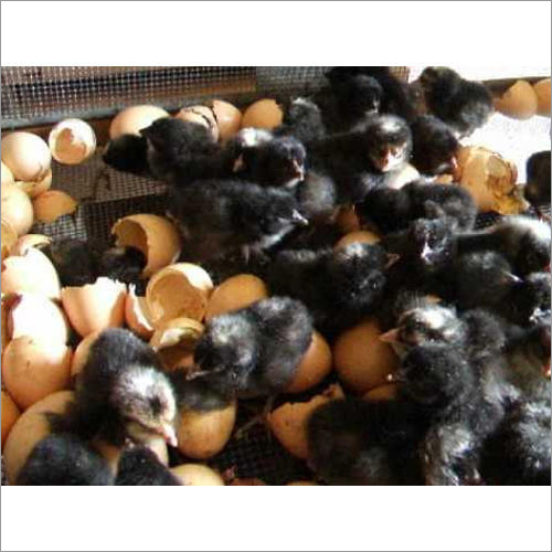 Natu Chicks