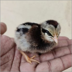 Kaveri Chicks