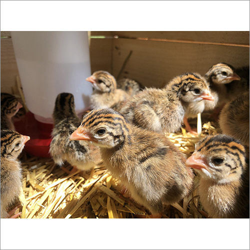 Guinea Fowl Chicks