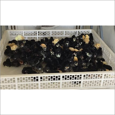 Godavari Fighter Chicks