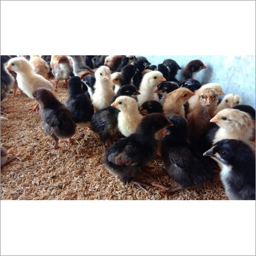 Giriraj Chicks