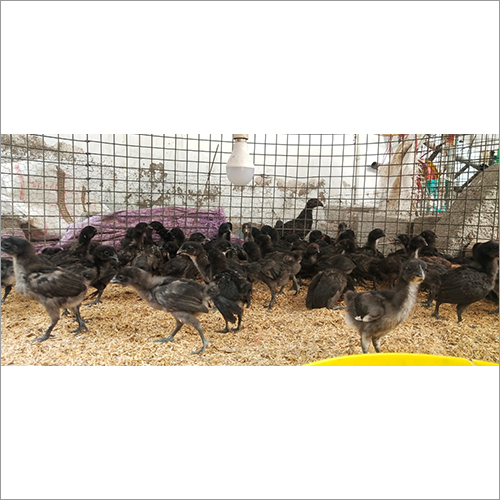 Fighter Chicks