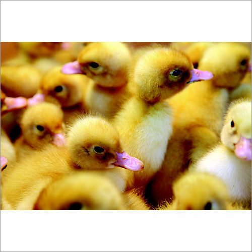 Duck Chicks