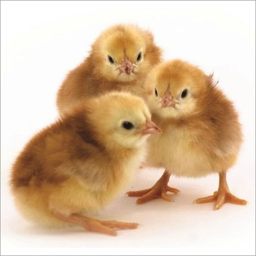 Poultry Chicks