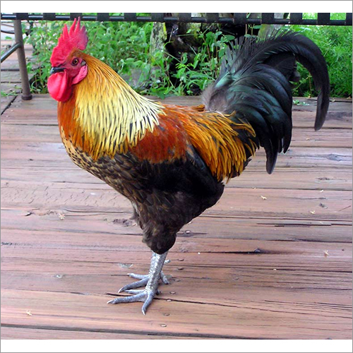 Poultry Cock